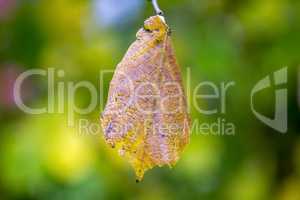 Leaf flies through the air in autumn