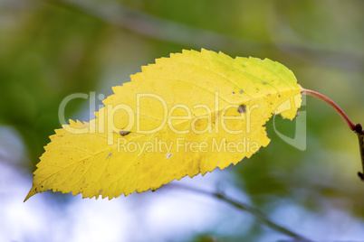 Leaf flies through the air in autumn