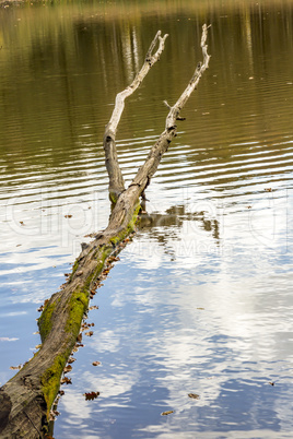 Dead tree lies in the water