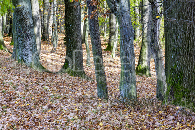 Trees in the park