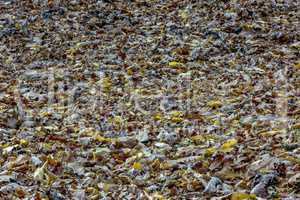 Withered dry foliage