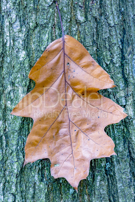 Leaf flies through the air in autumn