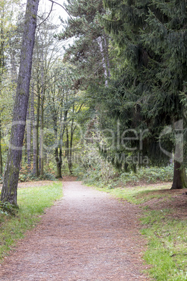 Trees in the park