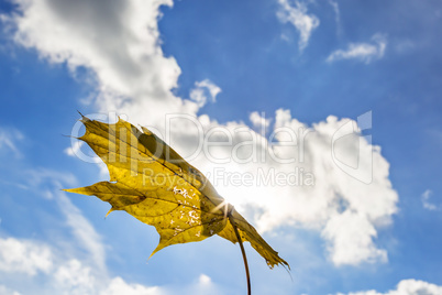 Autumn leaf flies through the air