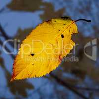 Autumn leaf flies through the air