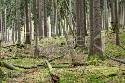 Natural forest in autumn