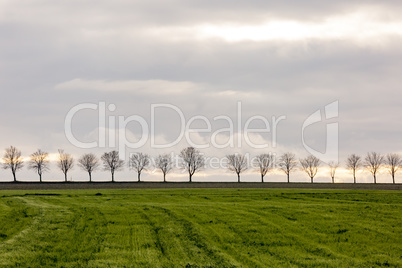 Autumn landscape with tree avenue