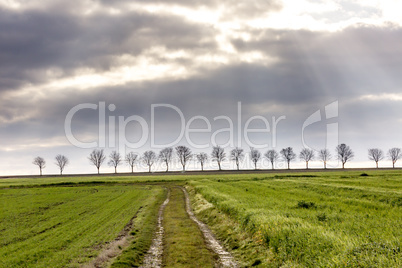 Autumn landscape with tree avenue