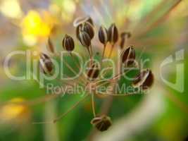 Seed Pods