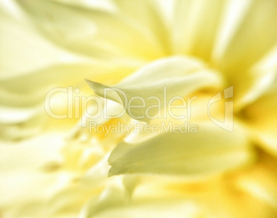 Bright Yellow Flower