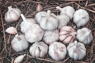 Fruits of garlic lying on the straw.