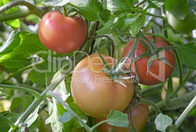 Tomatoes ripen on the branches of a Bush.