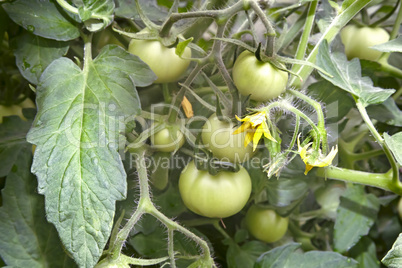 Ripening green tomatoes on the branch of a Bush.