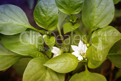 Pepper plant with flowers and buds.