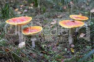 Mushroom fly agaric in the forest in a clearing.