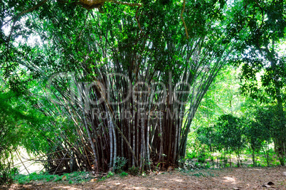 Bamboo branch in bamboo forest. Sri Lanka.