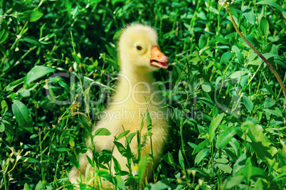 A small goose in the green grass.