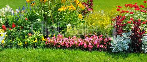 Summer flowerbed and green lawn. Wide photo.