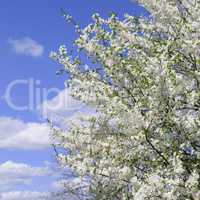Spring flowers. Beautifully blossoming tree branch. Welcome spri