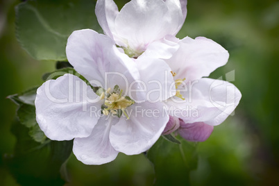 Branch of flowering apple-tree on a background a green garden.