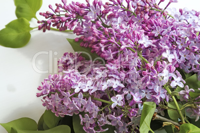 Branch of lilac with beautiful colors.