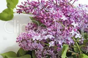 Branch of lilac with beautiful colors.