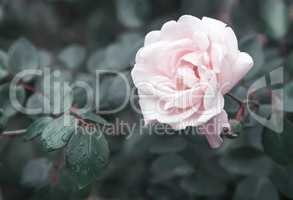 Beautiful blossoming rose against the green of the leaves