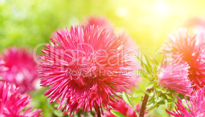 Flowerbed of multi-colored asters and sun. Wide photo