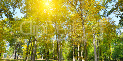 Autumn forest and the sunset. Wide photo.