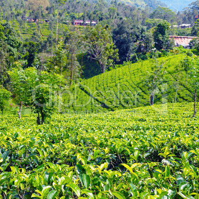 The tea plantations background. Sri Lanka. Shallow depth of fiel