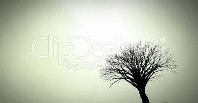 Bare tree silhouette