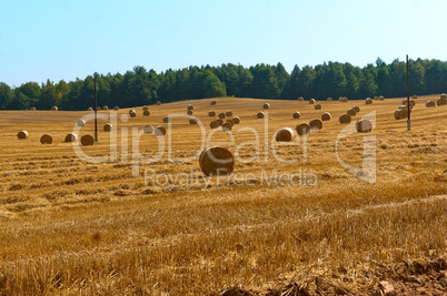 twisted hay in the field, bundles of hay, fields with twisted haystacks