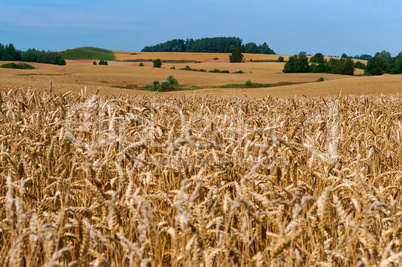 wheat field, agricultural land, field crops