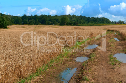 agricultural land, fields planted with wheat, wet dirt road with puddles in the field