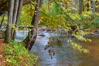 tree on the river shore, tree branches hanging over the forest river