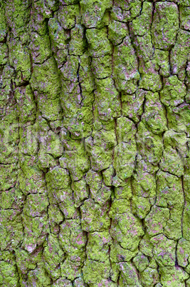 tree bark close-up, moss-covered tree bark, lichen on tree trunk