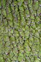 tree bark close-up, moss-covered tree bark, lichen on tree trunk