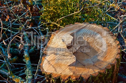 the stump of a felled tree, the saw cut and the swath of trees, the tree trunk in the slice