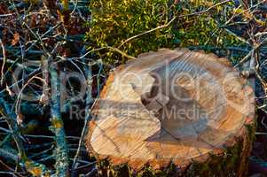 the stump of a felled tree, the saw cut and the swath of trees, the tree trunk in the slice