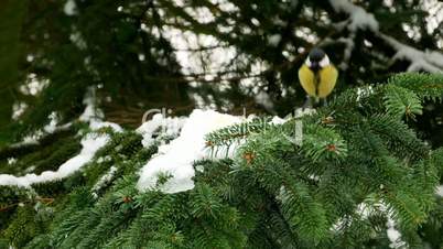 Bird on pine tree winter Great Tit Parus major 4k