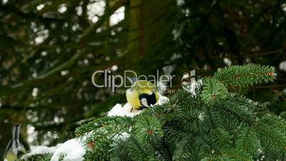 Bird on pine tree winter Great Tit Parus major 4k