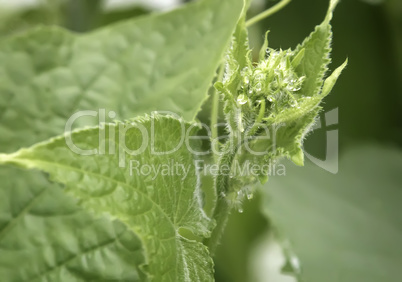 Young cucumbers growing in the greenhouse.