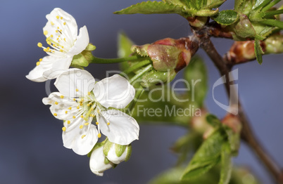 Branch of blossoming cherry against the blue sky.