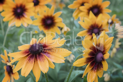 Yellow rudbeckia blooming among the leaves so green