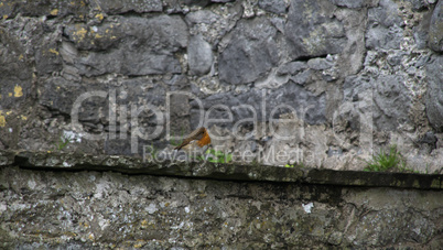European robin with a grey background