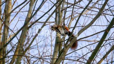 Red Squirrel on tree forest
