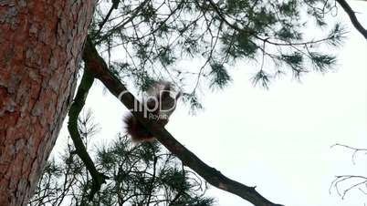 Red Squirrel on tree forest