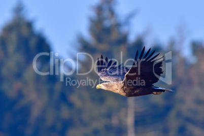 Seeadler im Flug