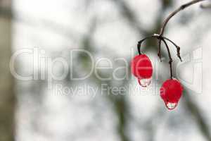 Two berries of viburnum with frozen drops of water. Winter tricks
