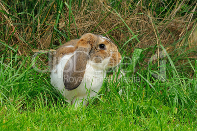 Widderkaninchen